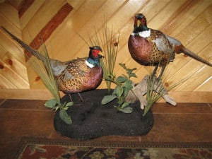 Pheasants