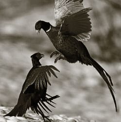 Pheasants Fighting