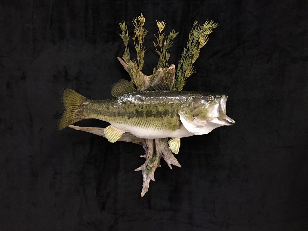 Questions about Fish Taxidermy