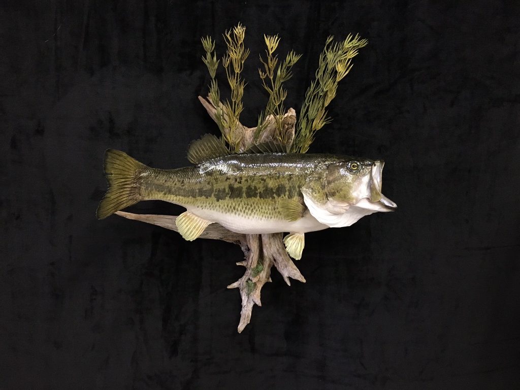 Taxidermy 101 How To Taxidermy Fish